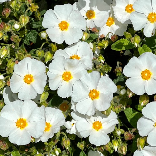 Little Miss Sunshine Rockrose