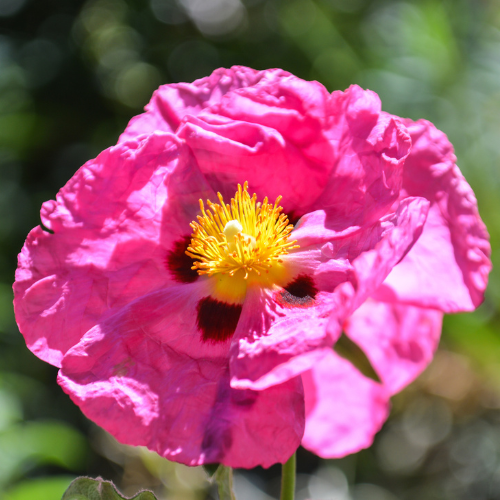 Purple Rockrose