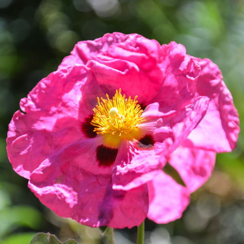 Cistus-Orchid