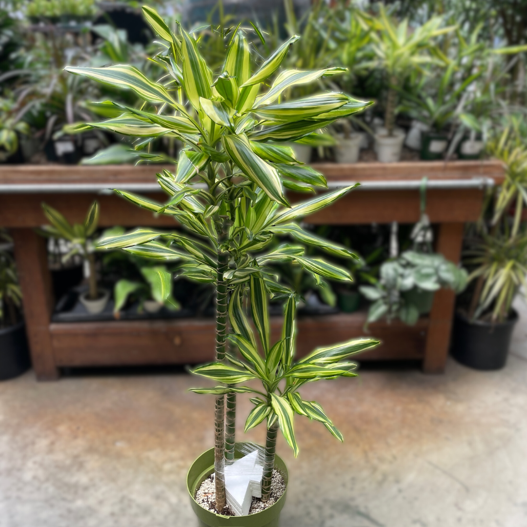 Dracaena Sted Sol