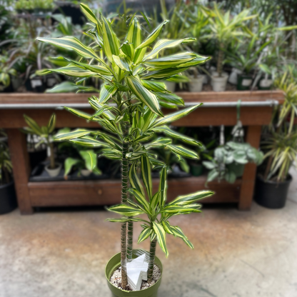 Dracaena - Brazilian wood