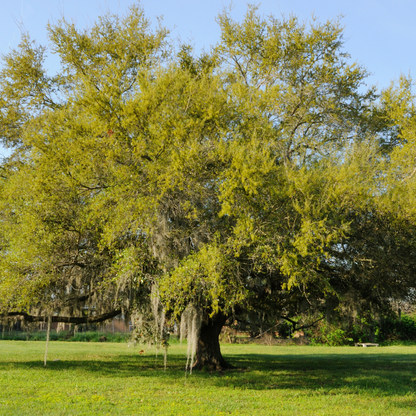 Oak - Coast Oak