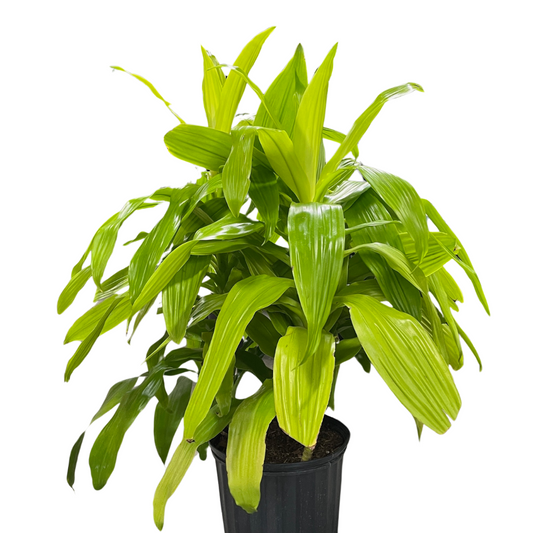 Dracaena - Spotlight