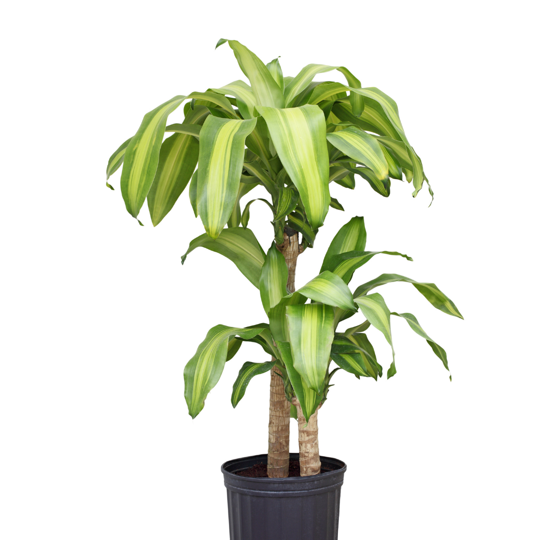 Dracaena Sted Sol