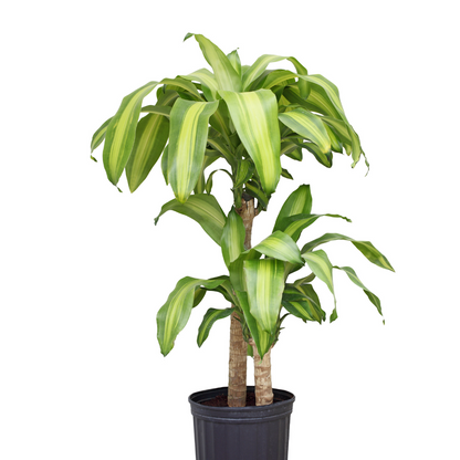 Dracaena - Brazilian wood