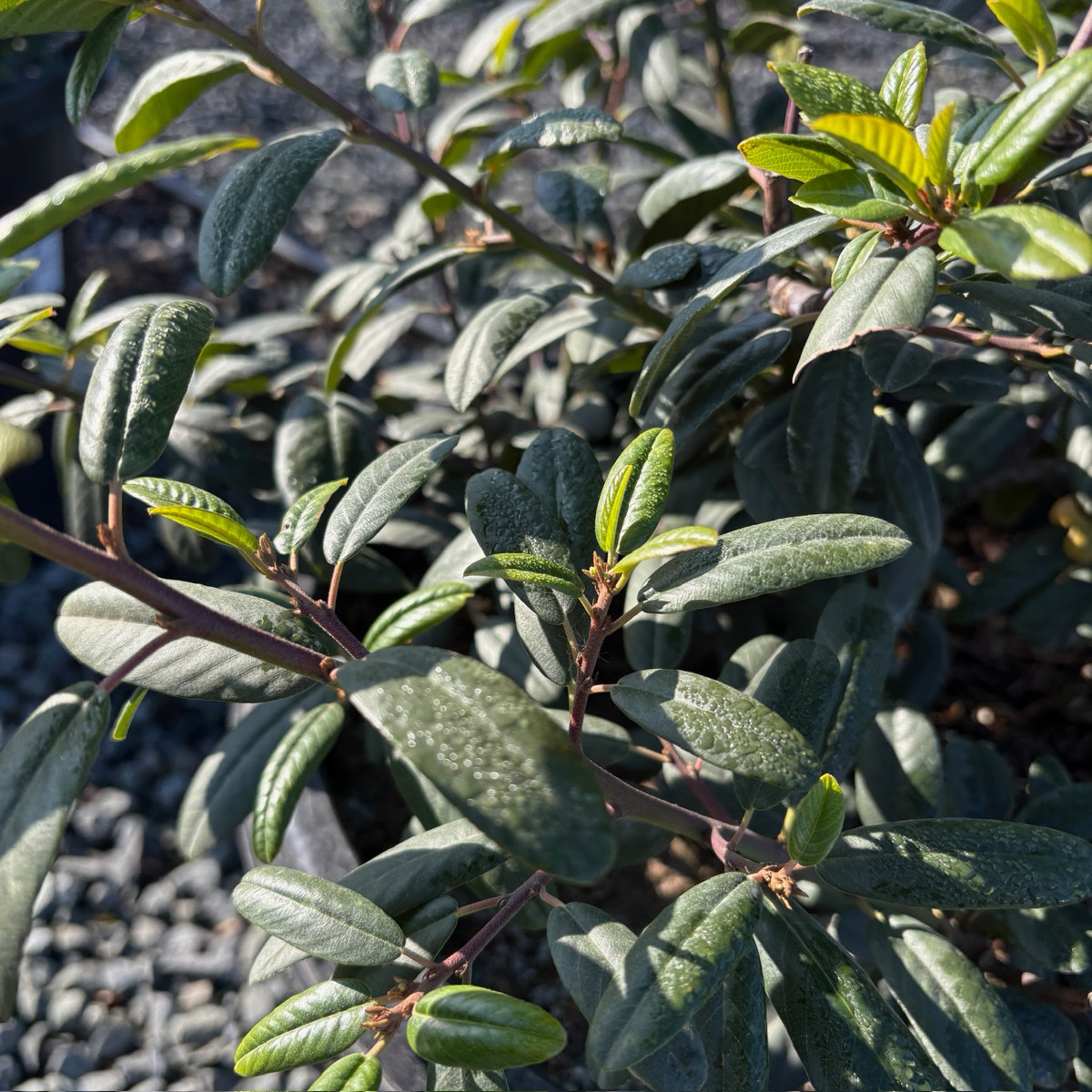鼠李 Coffeeberry