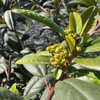 鼠李 Coffeeberry