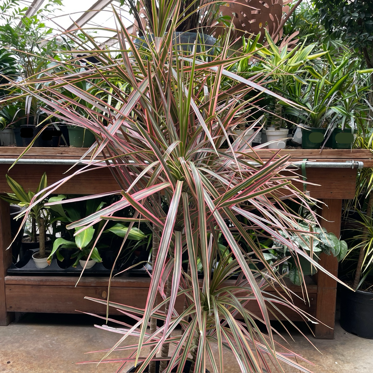 龙血树 Colorama Dragon Tree