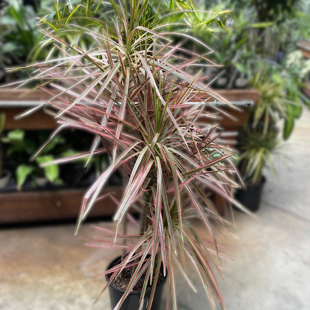 龙血树 Colorama Dragon Tree
