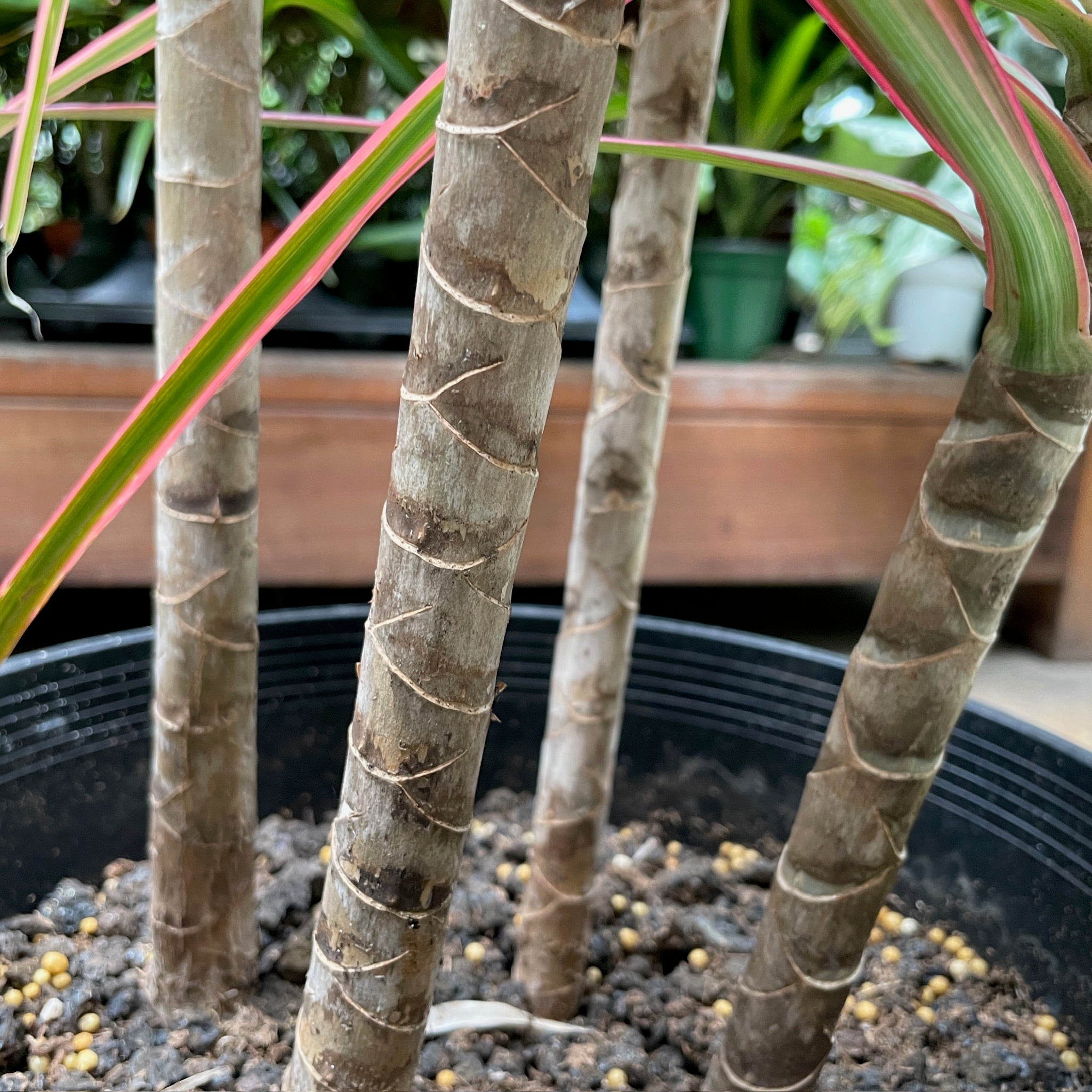 龙血树 Colorama Dragon Tree