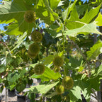 悬铃木-法国梧桐 Columbia London Plane