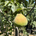 欧洲梨-蜜油 Comice Pear