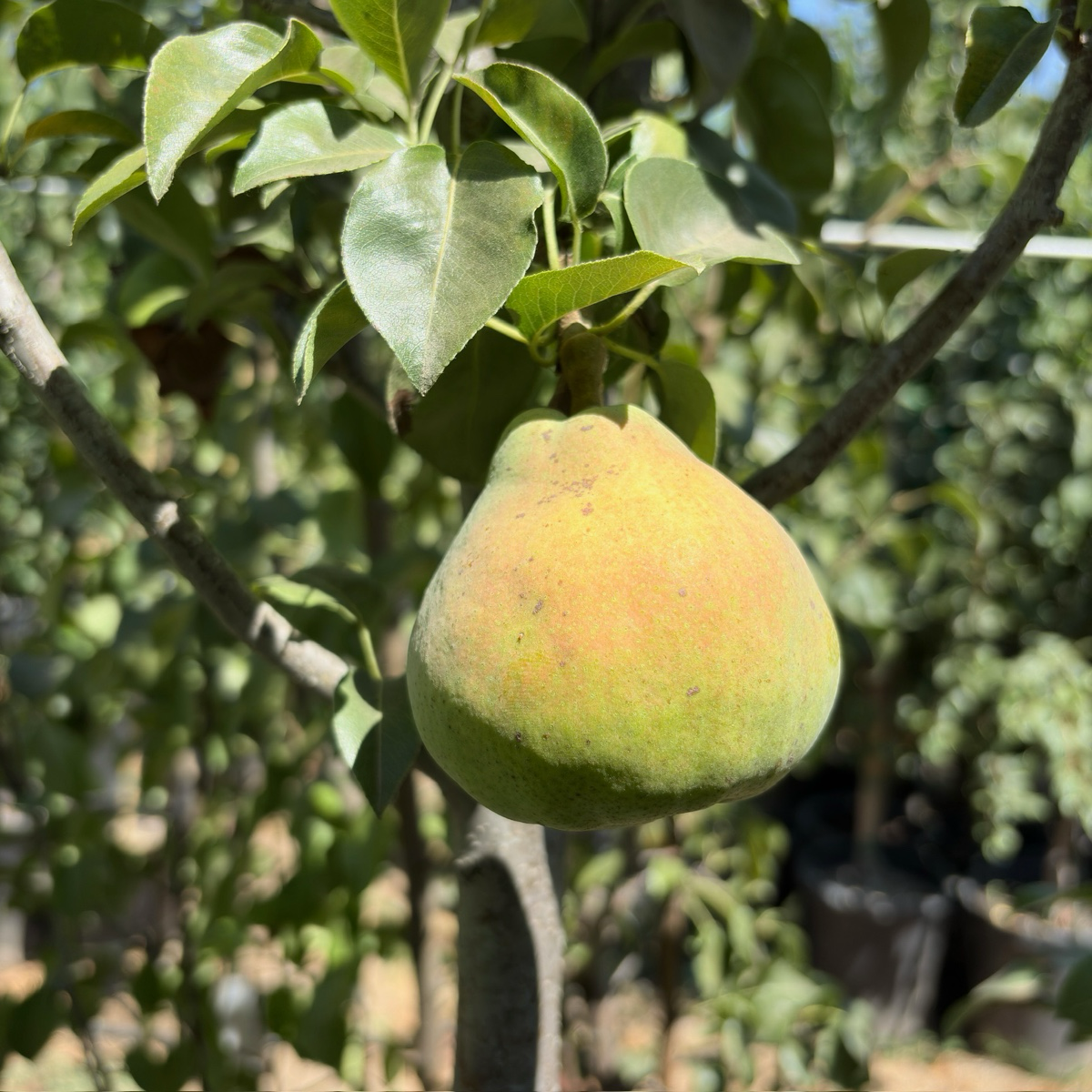 欧洲梨-蜜油 Comice Pear