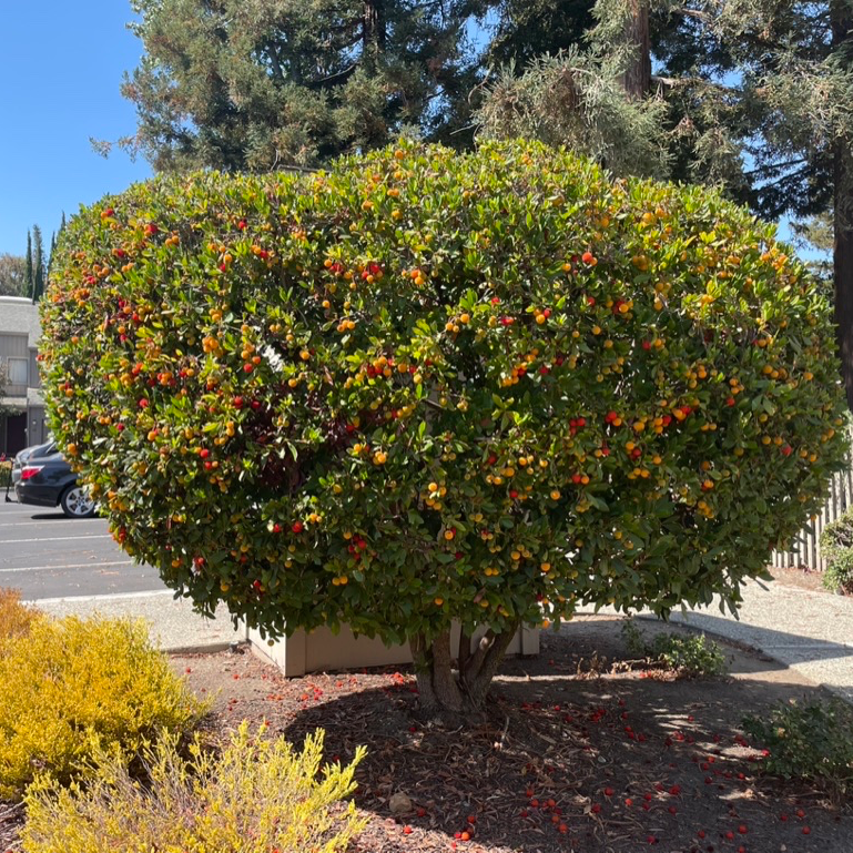 矮化草莓树 Compact Strawberry Tree