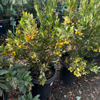 矮化草莓树 Compact Strawberry Tree