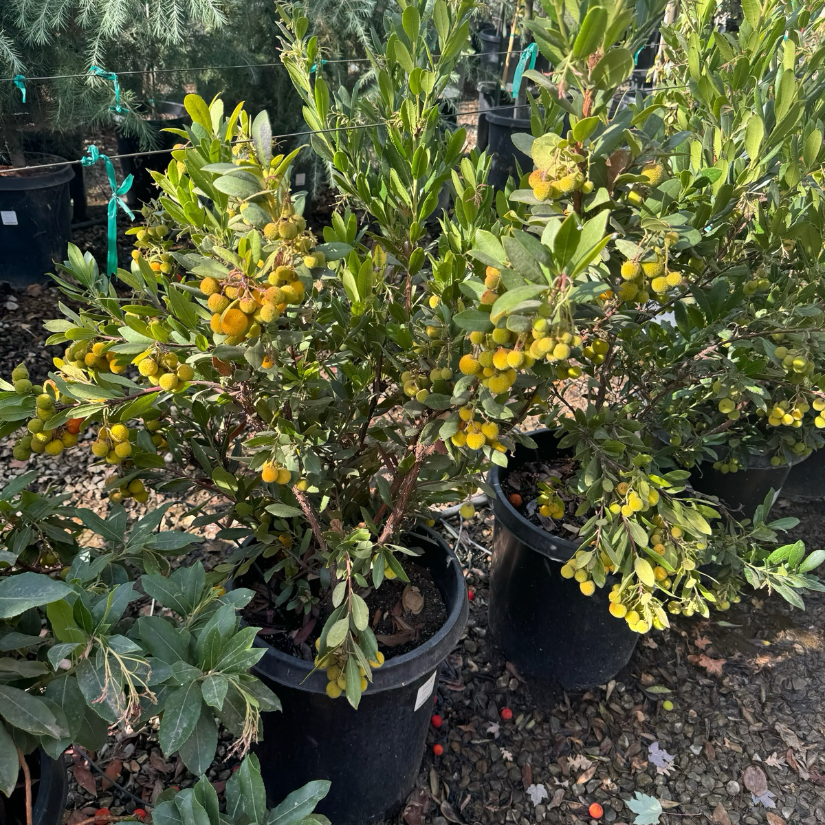 矮化草莓树 Compact Strawberry Tree