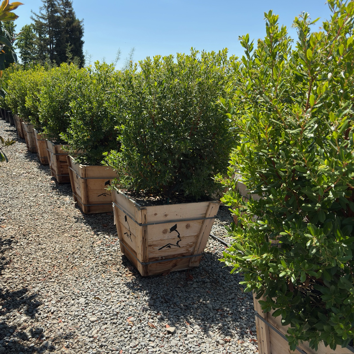 矮化草莓树 Compact Strawberry Tree