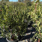 矮化草莓树 Compact Strawberry Tree