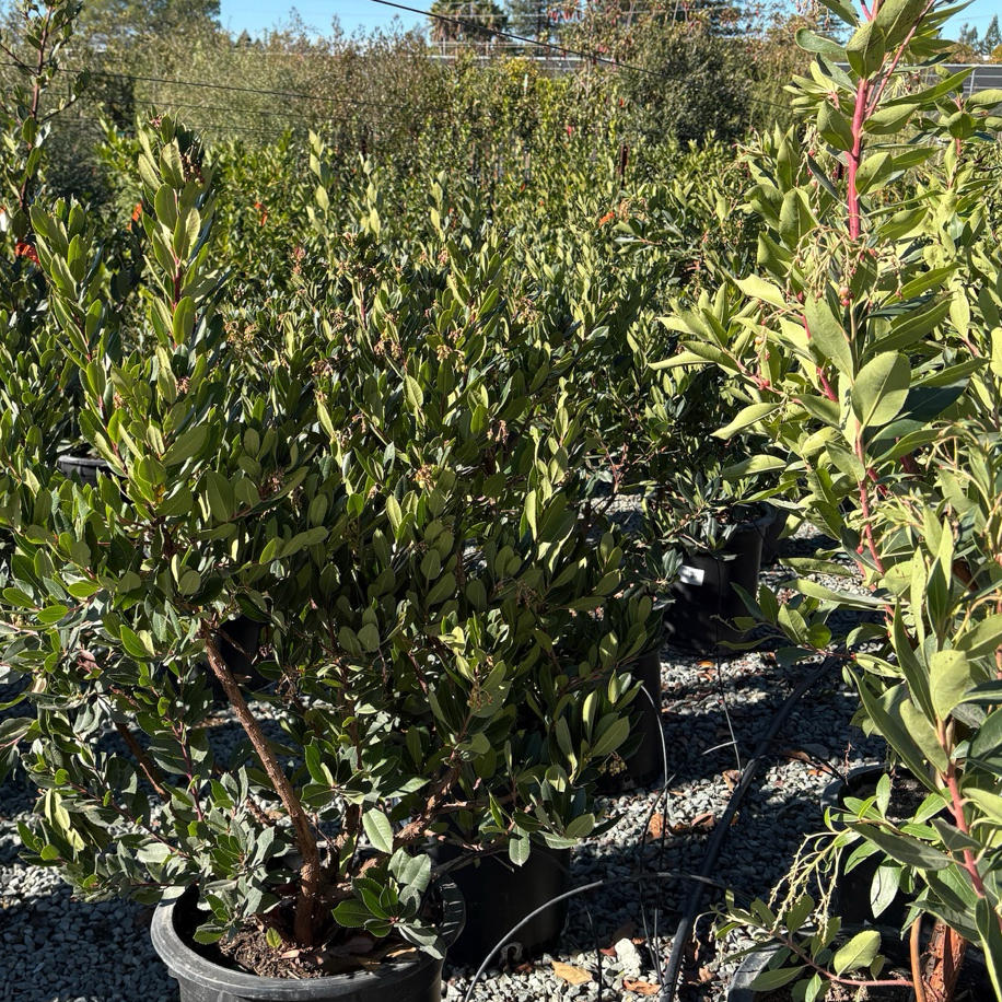 矮化草莓树 Compact Strawberry Tree