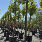 桂樱 Compacta Carolina Cherry Laurel