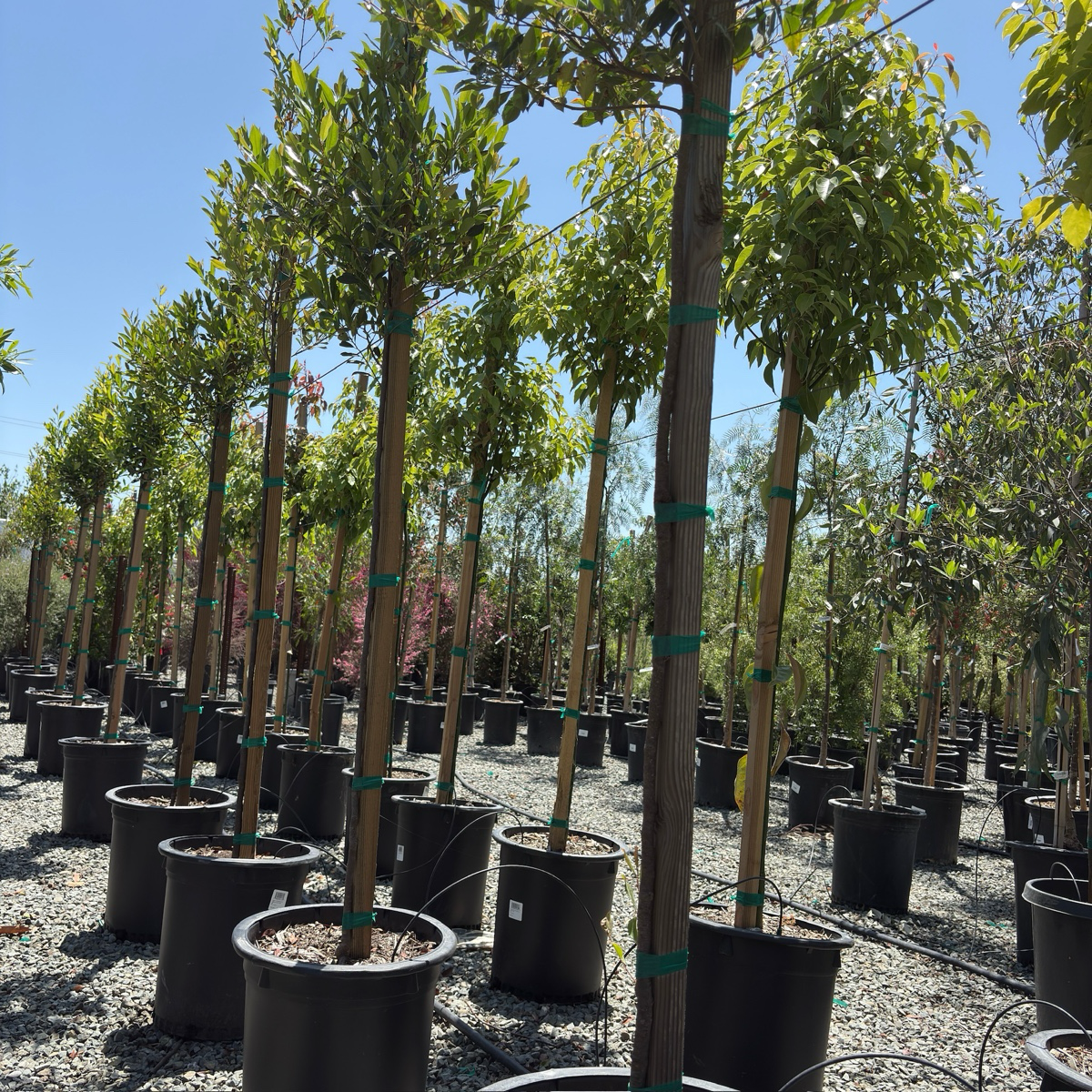 桂樱 Compacta Carolina Cherry Laurel