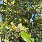 桂樱 Compacta Carolina Cherry Laurel