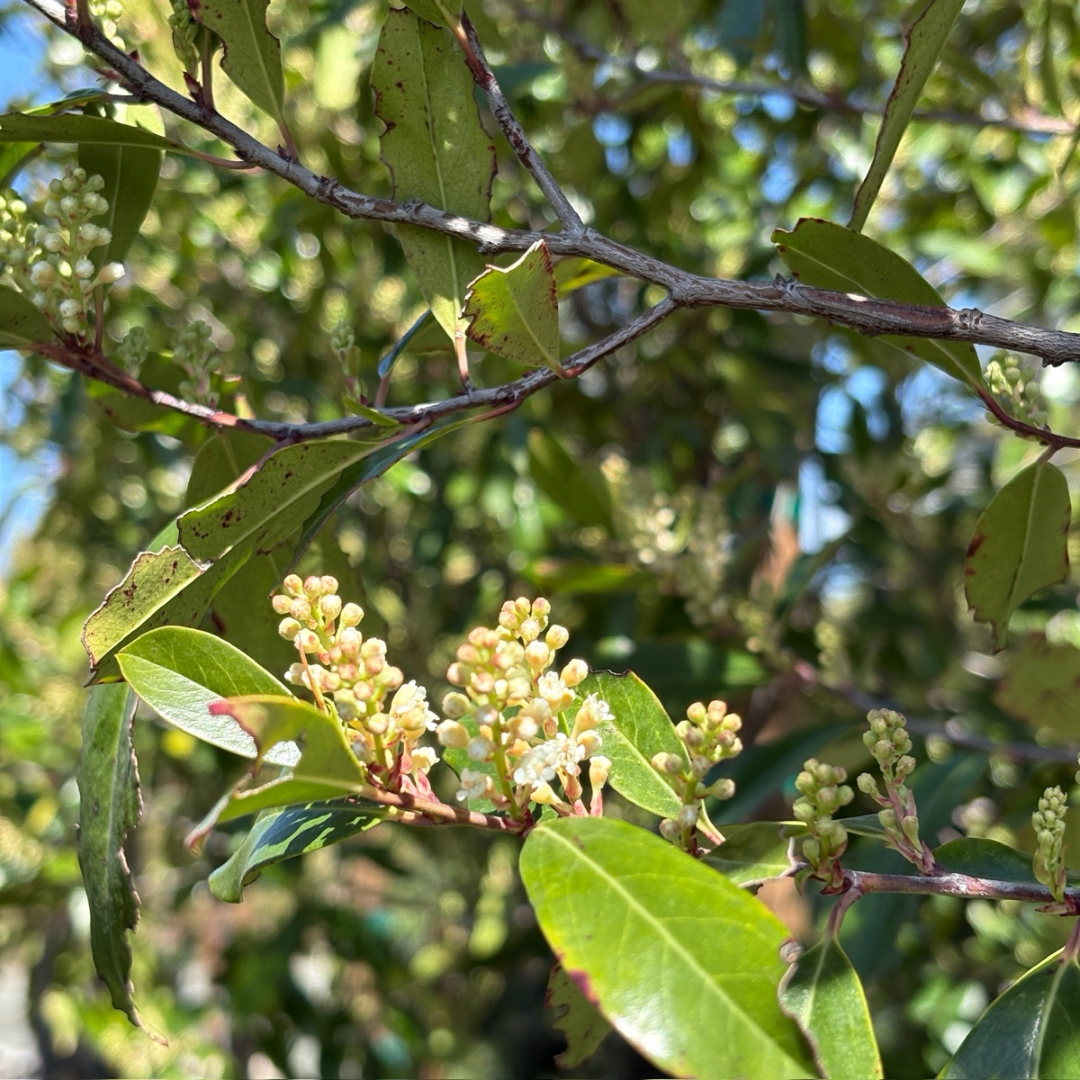 桂樱 Compacta Carolina Cherry Laurel