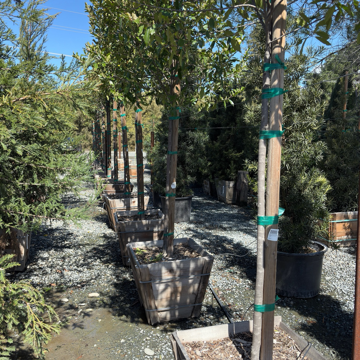 桂樱 Compacta Carolina Cherry Laurel