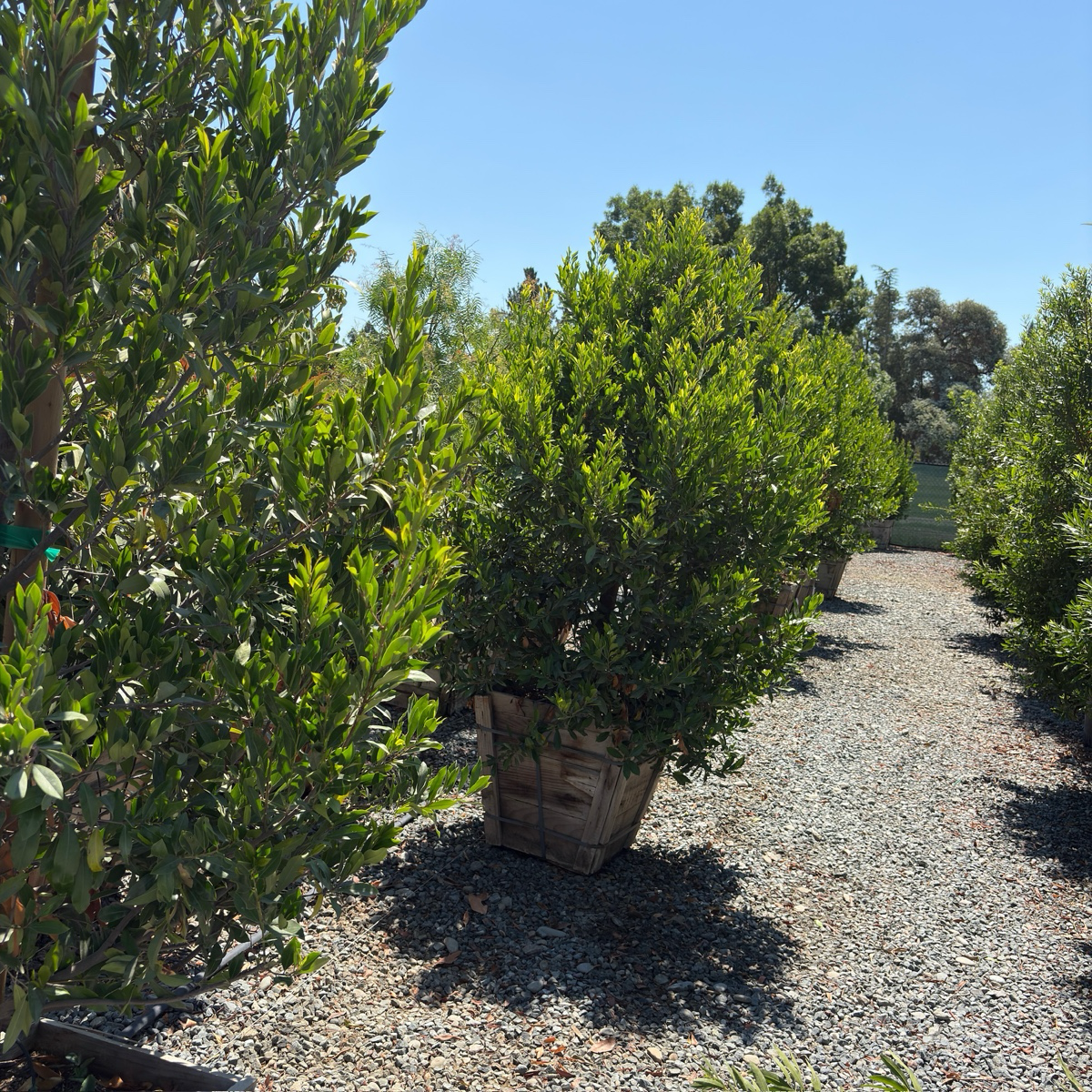 桂樱 Compacta Carolina Cherry Laurel