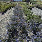 美洲茶 Concha California Lilac