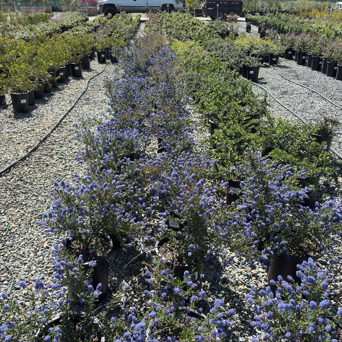 美洲茶 Concha California Lilac