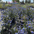 美洲茶 Concha California Lilac