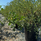 美洲茶 Concha California Lilac