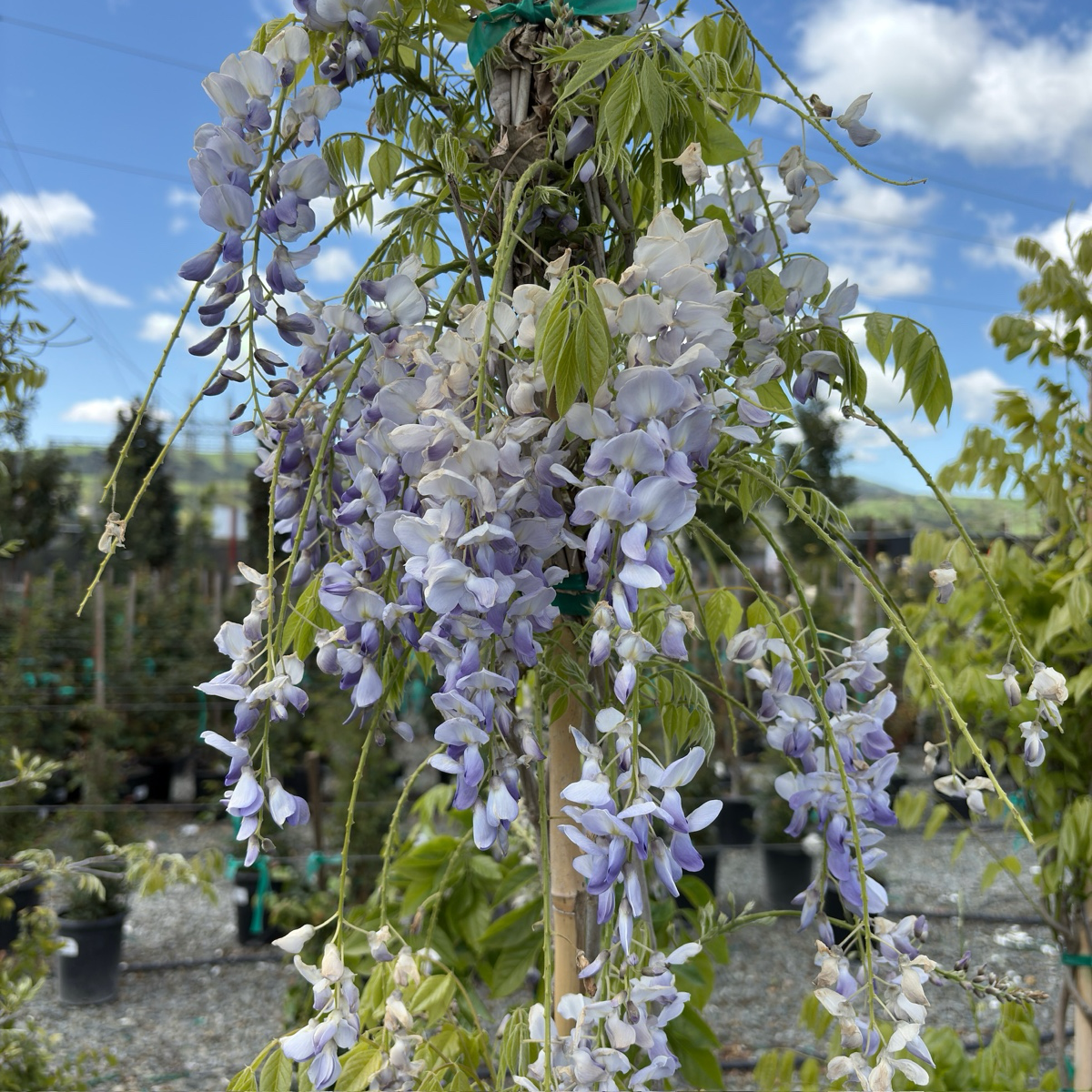 库克中国紫藤 Cooke’s Purple Wisteria