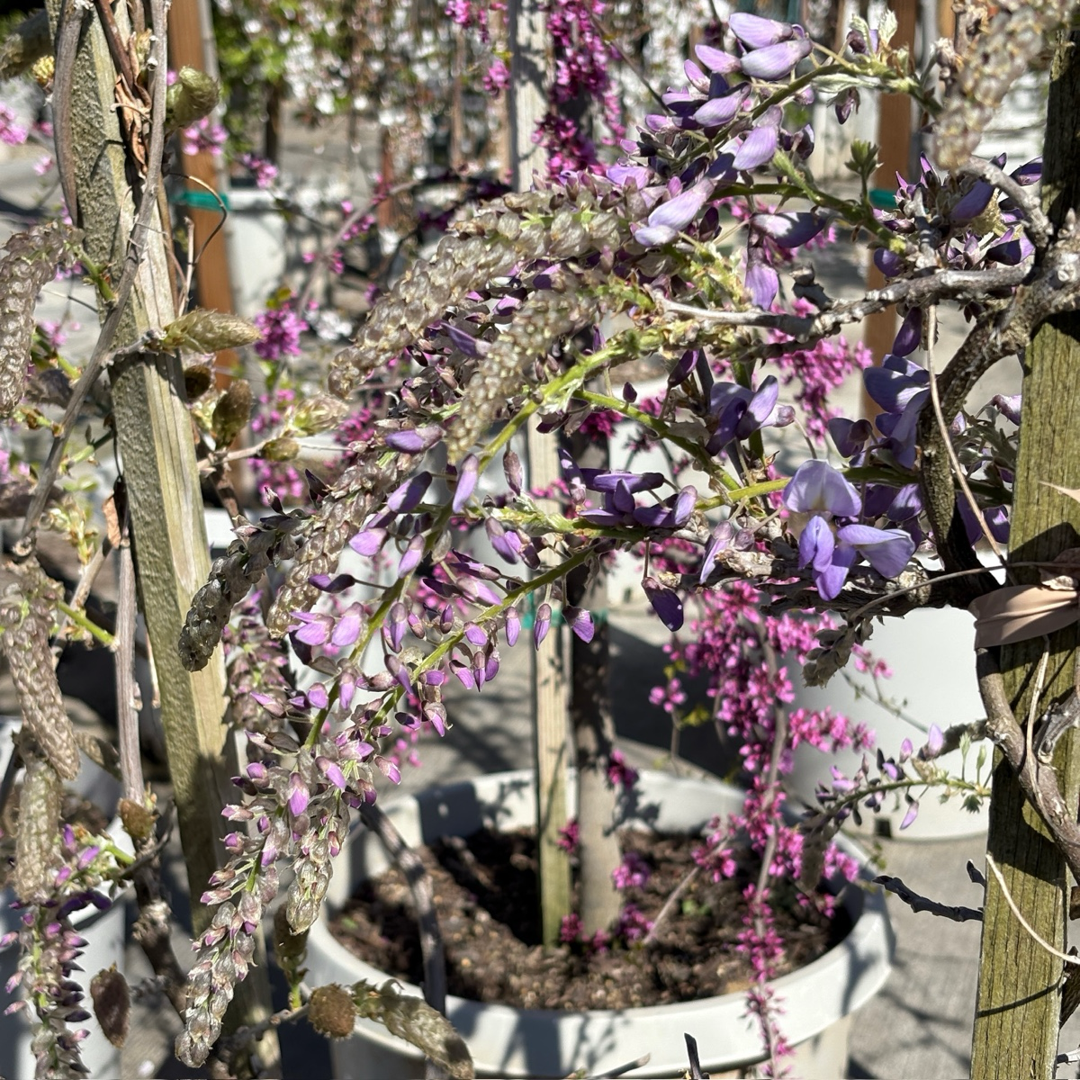 库克中国紫藤 Cooke’s Purple Wisteria