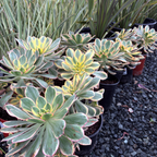 清盛莲花掌 Copper Pinwheel