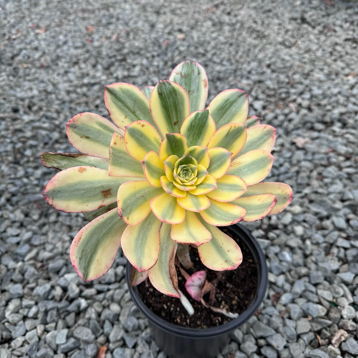 清盛莲花掌 Copper Pinwheel