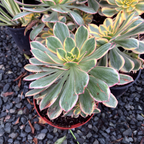 清盛莲花掌 Copper Pinwheel