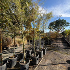 龙爪柳树 Corkscrew Willow