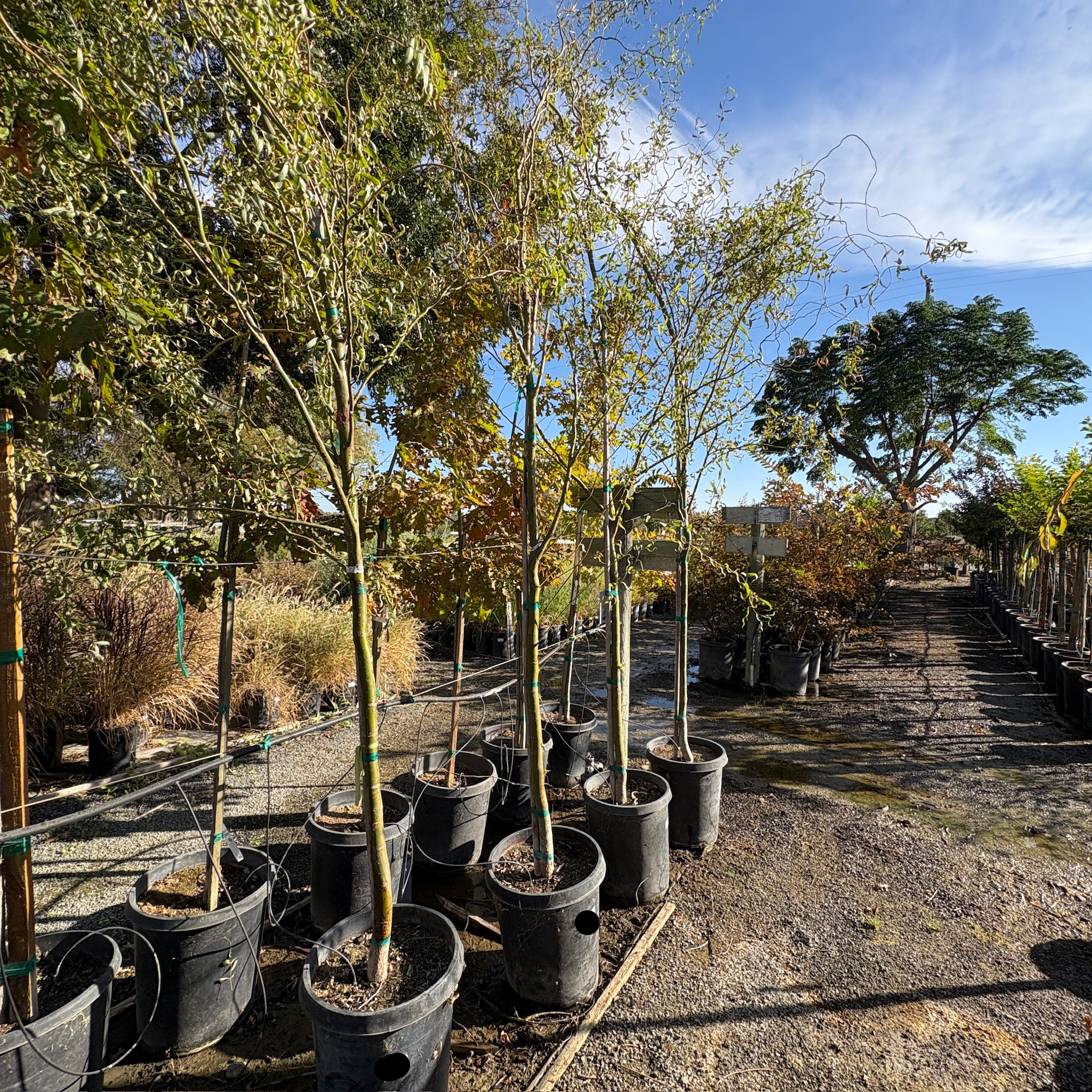 龙爪柳树 Corkscrew Willow
