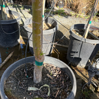 龙爪柳树 Corkscrew Willow