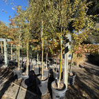 龙爪柳树 Corkscrew Willow