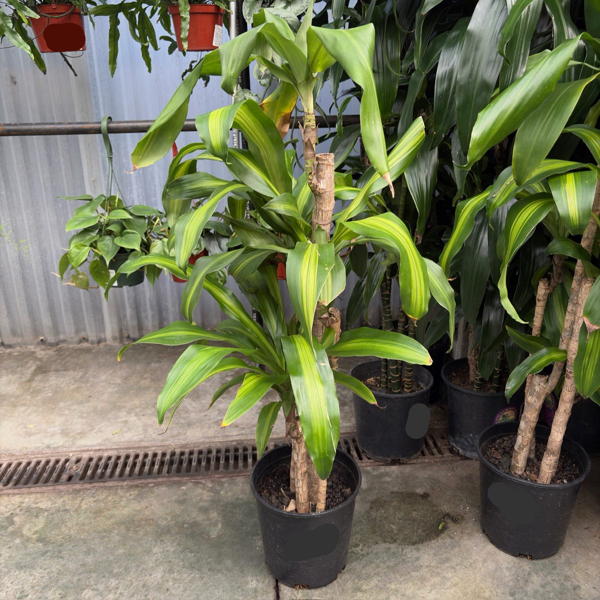 龙血树 Cornstalk Dracaena