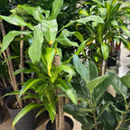 龙血树 Cornstalk Dracaena