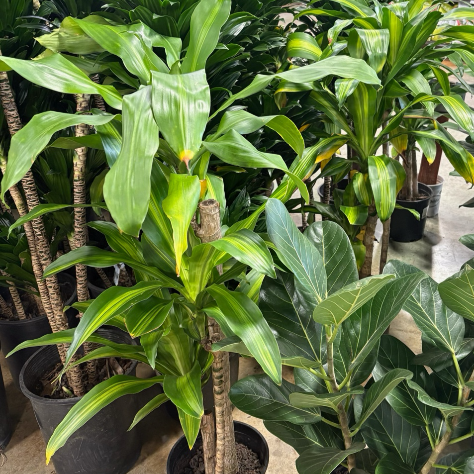 龙血树 Cornstalk Dracaena