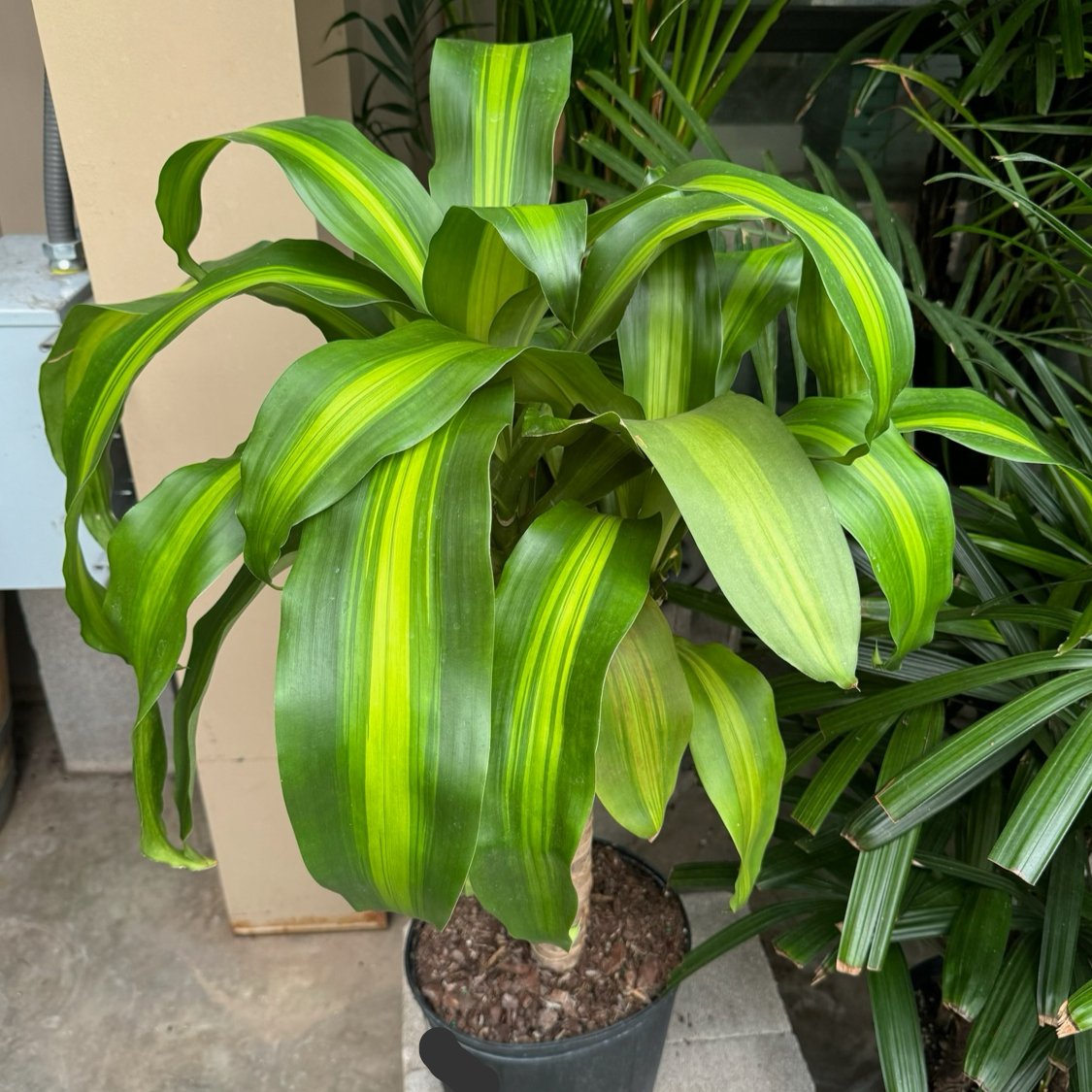 龙血树 Cornstalk Dracaena