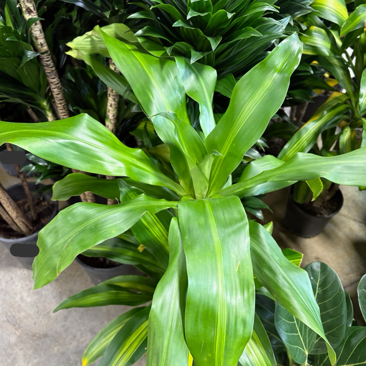 龙血树 Cornstalk Dracaena