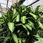 龙血树 Cornstalk Dracaena