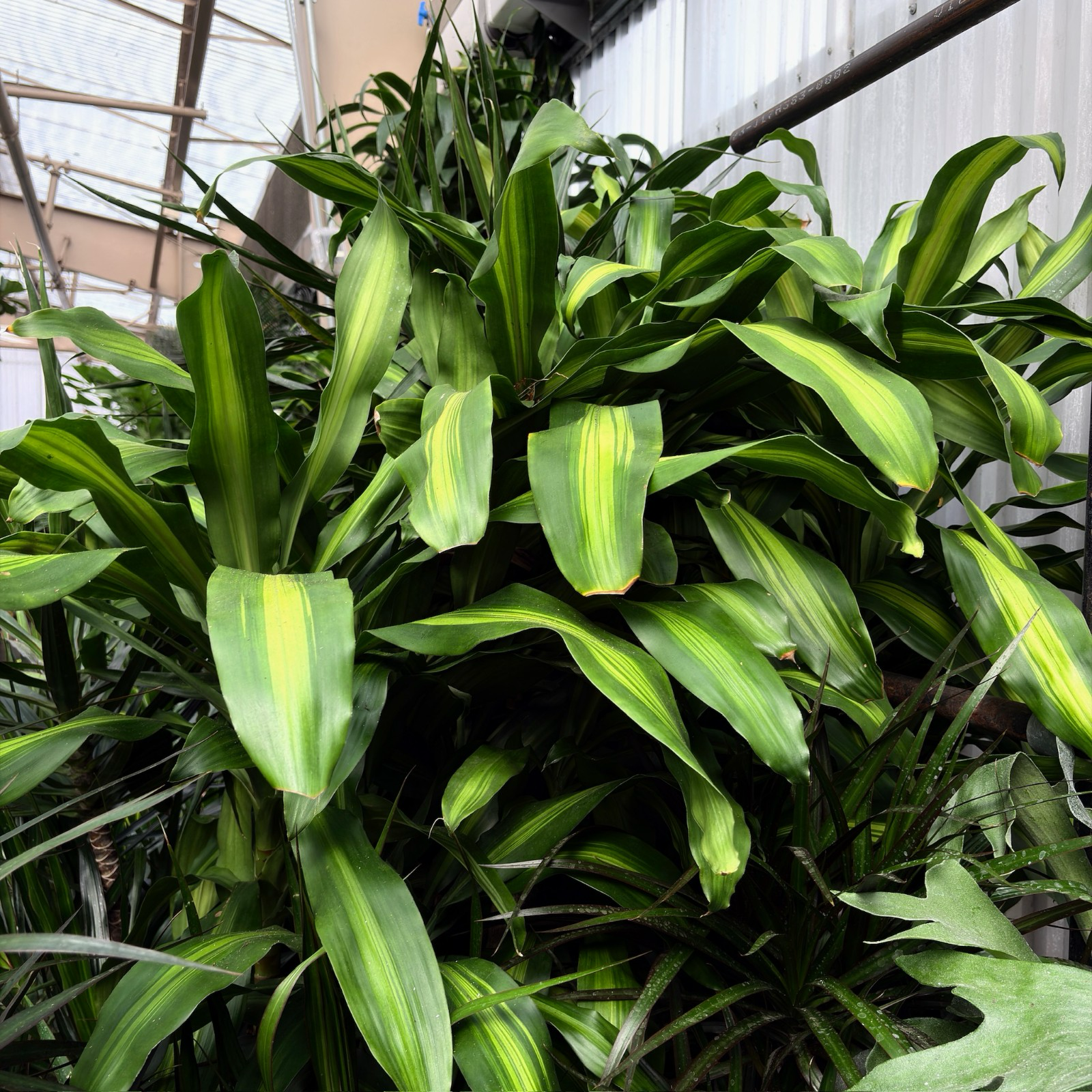 龙血树 Cornstalk Dracaena