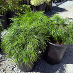 金合欢 Cousin Itt Bower Wattle